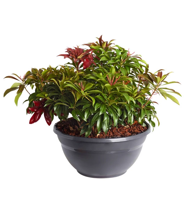 Schattenglöckchen - Japanische Lavendelheide, Schale 1 Schattenglöckchen - Japanische Lavendelheide, Schale