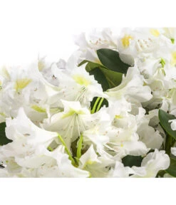 Rhododendron, 5 L -Gartenbedarf Kollektion 7441165 WE DE 001 RhododendronWeiss5L