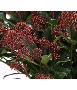 Blütenskimmie 'Rubesta Optima' -Gartenbedarf Kollektion 7472301 WE DE 001 SkimmiaSkimmieJaponicaRubestaOptima10LDehnerExpressHerzig