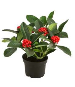 Japanische Frucht-Skimmie 'Temptation'