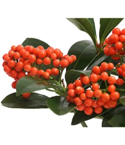 Japanische Frucht-Skimmie 'Temptation' -Gartenbedarf Kollektion 7472467 WE DE 001 SkimmiaSkimmieJaponicaTemptation18CDehnerExpressHerzig