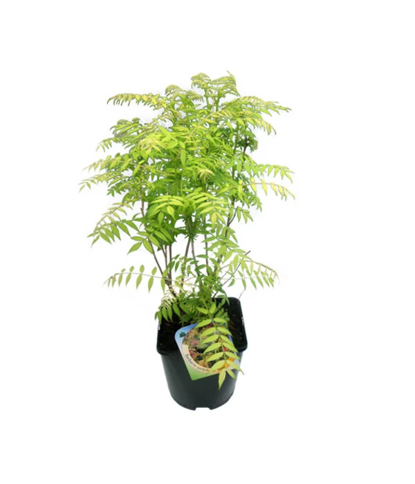 Fiederspiere 'Sem' 1 Fiederspiere 'Sem'