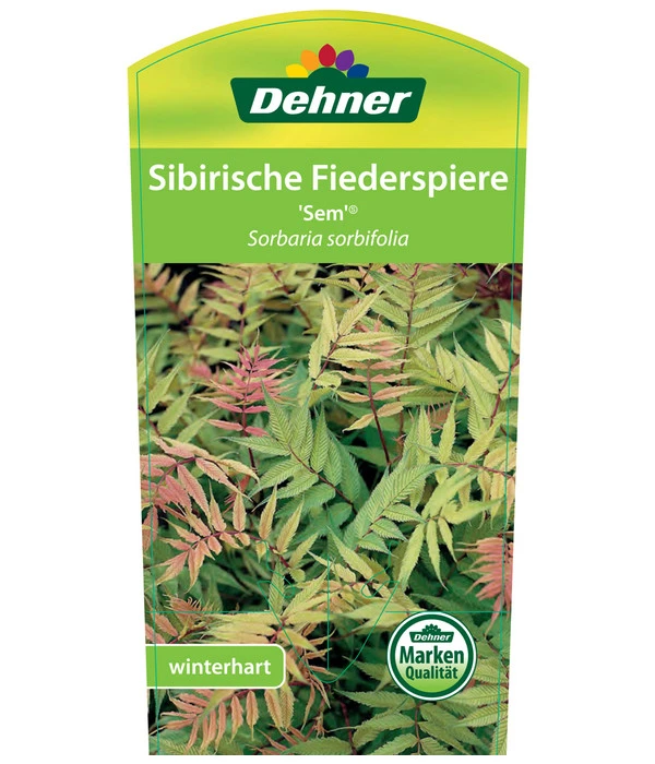 Fiederspiere 'Sem' 2 Fiederspiere 'Sem' – Bild 2