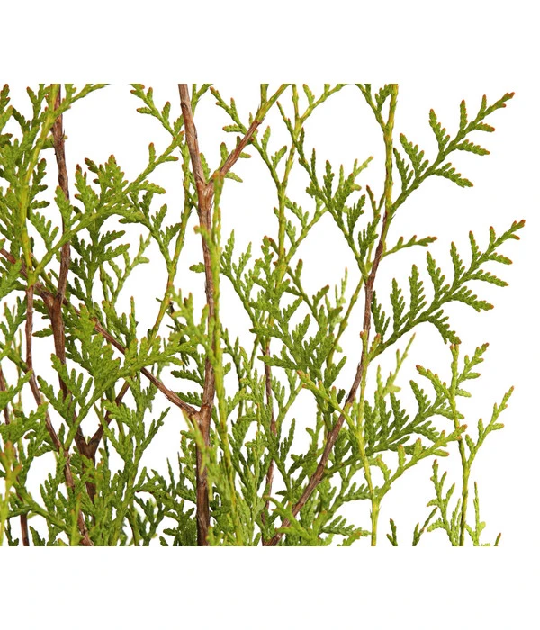 7 Meter Lebensbaum 'Brabant', 14 X Ca. 150-175 Cm 3 7 Meter Lebensbaum 'Brabant', 14 X Ca. 150-175 Cm – Bild 3