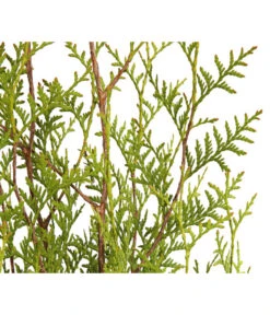 3 Meter Lebensbaum 'Brabant', 6 X Ca. 125-150 Cm -Gartenbedarf Kollektion 7511009 WE DE 001 LebensbaumThujaOccidentalisBrabant3L 2