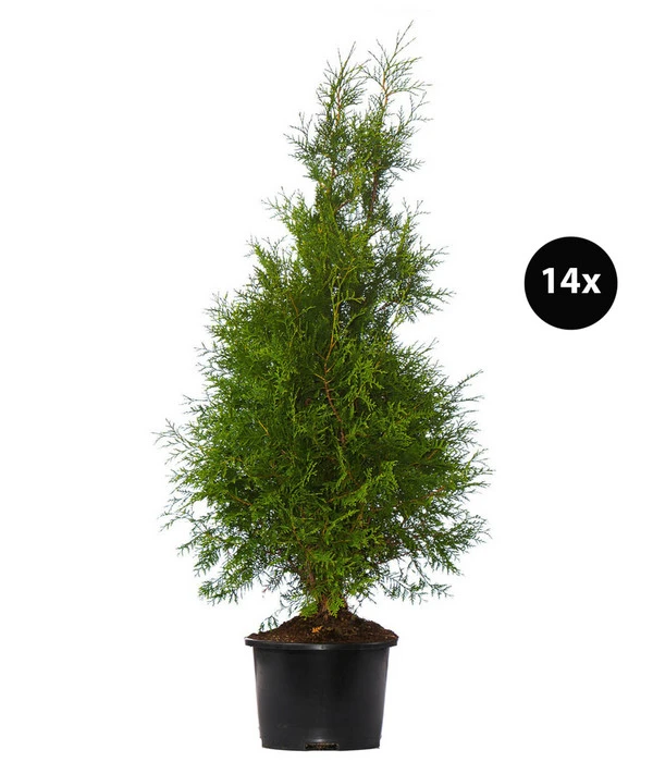 7 Meter Lebensbaum 'Brabant', 14 X Ca. 150-175 Cm 1 7 Meter Lebensbaum 'Brabant', 14 X Ca. 150-175 Cm