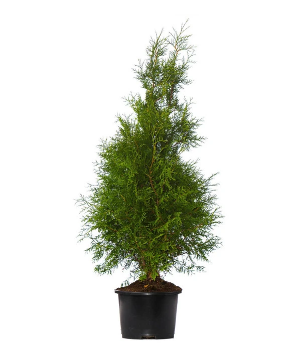 7 Meter Lebensbaum 'Brabant', 14 X Ca. 150-175 Cm 2 7 Meter Lebensbaum 'Brabant', 14 X Ca. 150-175 Cm – Bild 2