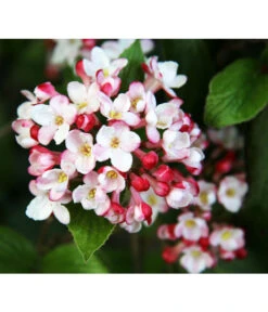 Duft-Schneeball 'Aurora'