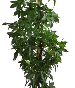 XXL Amberbaum, Ca. 175-200 Cm -Gartenbedarf Kollektion 7550668 WE DE 002 LiquidambarStyracifluaAmberbaumXXL