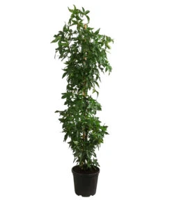 XXL Amberbaum, Ca. 175-200 Cm