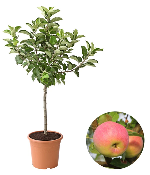 Dehner Zwergapfel 'Croquella' 1 Dehner Zwergapfel 'Croquella'