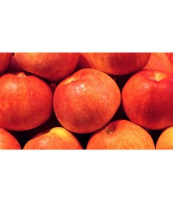 Ausgewählte Produkte -Gartenbedarf Kollektion 7621865 WE MO 001 ZergapfelCroquellaPixabay