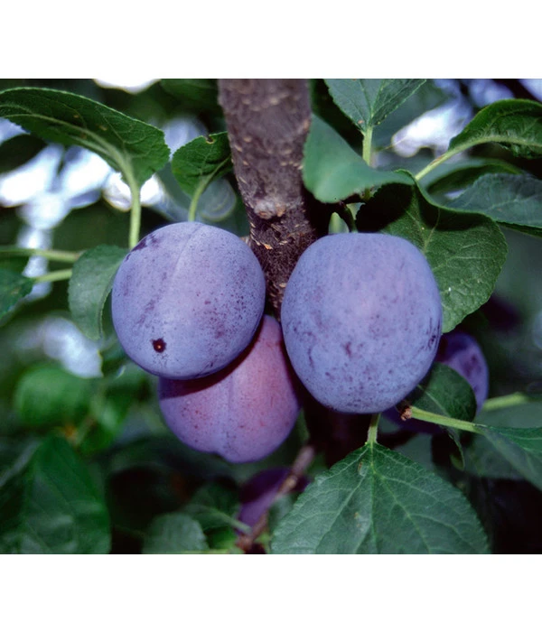 Zwetschge 'Haganta' 1 Zwetschge 'Haganta'