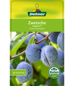 Zwetschge 'Haganta' 6 Zwetschge 'Haganta' -Gartenbedarf Kollektion 7662257 ZwetscheHaganta Etikett 1