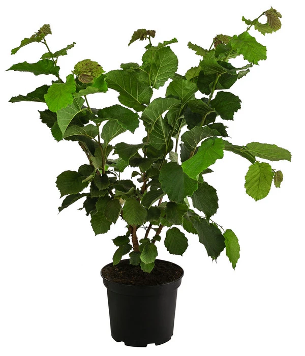 Haselnuss 'Hallesche Riesen' 2 Haselnuss 'Hallesche Riesen' – Bild 2