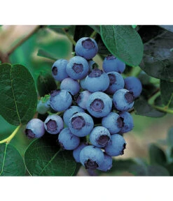 Ausgewählte Produkte 20 Dehner Gourmet Garten Heidelbeere 'Spartan'