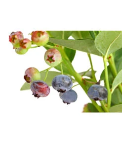 Dehner Gourmet Garten Heidelbeere 'Spartan' -Gartenbedarf Kollektion 7665508 PR DE 002 GourmetGartenHeidelbeereSpartan3LiterDehnerExpressHerzig