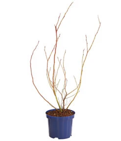 Dehner Gourmet Garten Heidelbeere 'Spartan' -Gartenbedarf Kollektion 7665508 WE FS 001 GGHeidelbeereSparten3L