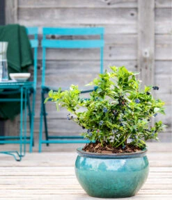 Dehner Gourmet Garten Heidelbeere 'Spartan' -Gartenbedarf Kollektion 7665508 WE MO HeidelbeereSpartan