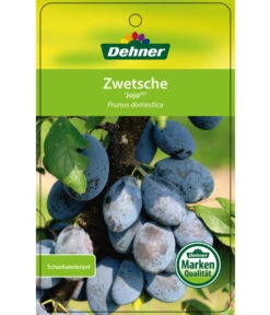 Zwetschge 'Jojo' -Gartenbedarf Kollektion 7692635 ZwetscheJojo Etikett 1