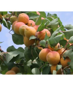 Aprikose - Marille 'Klosterneuburger'