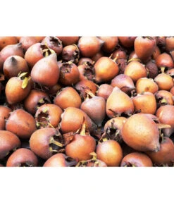 Mispel -Gartenbedarf Kollektion 7711088 WE MO 001 MispelMespilusPixabay