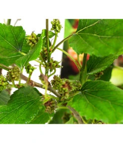 Maulbeere 'Mojo Berry' -Gartenbedarf Kollektion 7714579 WE DE 011 MorusMojoBerrieMaulbeereT13