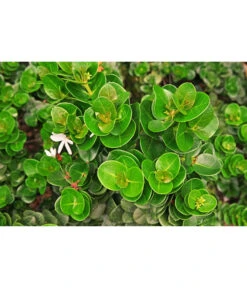 Natalpflaume -Gartenbedarf Kollektion 7719107 PR MO 002 NatalpflaumeCarissaGrandiflora123rf