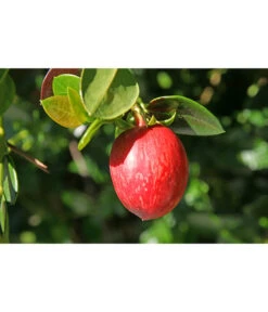 Natalpflaume -Gartenbedarf Kollektion 7719107 PR MO 011 NatalpflaumeCarissaGrandiflora123rf