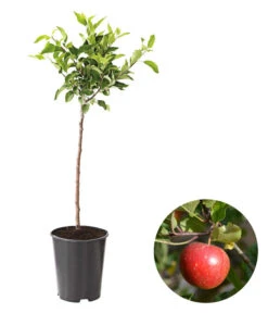 Ausgewählte Produkte 9 Zwergapfel