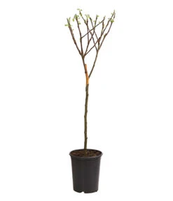 Ausgewählte Produkte -Gartenbedarf Kollektion 7723950 WE FS 001 ZwergapfelObstZwergeKidsDehnerExpressHerzig