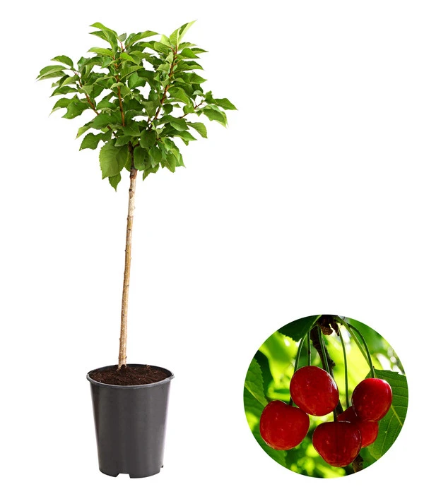 Zwergsauerkirsche 1 Zwergsauerkirsche