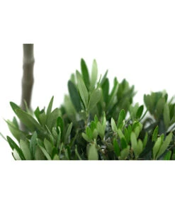 XXL Pompon-Olivenbaum, Ca. 160-180 Cm -Gartenbedarf Kollektion 7724685 WE DE 001 XXLPompon Olivenbaum160 180cm