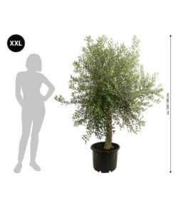 XXL Olivenbaum, Ca. 160-180 Cm -Gartenbedarf Kollektion 7724693 WE BG 001 XXLOlivenbaum160180