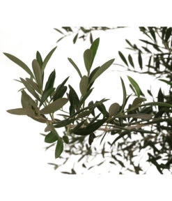 XXL Olivenbaum, Ca. 160-180 Cm -Gartenbedarf Kollektion 7724693 WE DE 003 OleaOliveDehnerExpressHerzig