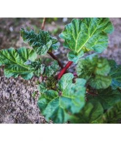 Dehner Gourmet Garten Himbeer-Rhabarber -Gartenbedarf Kollektion 7736028 PR 001 RheumRhabarberPixabay
