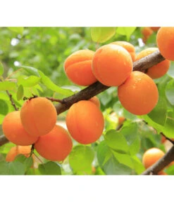 Aprikose 'Ungarische Beste' 5 Aprikose 'Ungarische Beste' -Gartenbedarf Kollektion 7769680 PR DE 001 PrunusAprikoseUngarischeBestePixabay