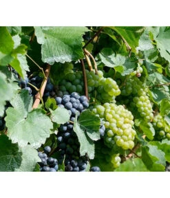 Tafeltraube, Kernlos, Verschiedene Sorten