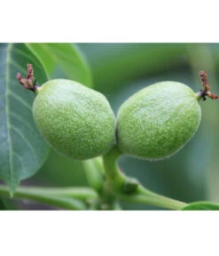 Weinheimer Walnuss Klon 139 -Gartenbedarf Kollektion 7776818 WE DE WeinheimerWalnussKlon139Pixabay