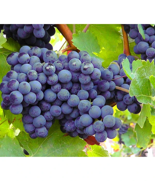 Dehner Gourmet Garten Tafeltraube 'Muscat Blue' 1 Dehner Gourmet Garten Tafeltraube 'Muscat Blue'
