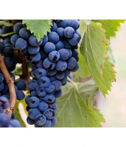 Dehner Gourmet Garten Tafeltraube 'Muscat Blue' 6 Dehner Gourmet Garten Tafeltraube 'Muscat Blue' -Gartenbedarf Kollektion 7779101 PR DE 002 VitisWeintraubenMuscatBleuPixabay