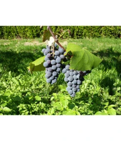 Dehner Gourmet Garten Tafeltraube 'Muscat Blue' 7 Dehner Gourmet Garten Tafeltraube 'Muscat Blue' -Gartenbedarf Kollektion 7779101 WE DE 002 WeintraubeBlauerMuskatellerPixabay