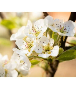 Sommerbirne 'Williams Christ' -Gartenbedarf Kollektion 7780539 PR DE 022 BirneWilliamsChristPixabay