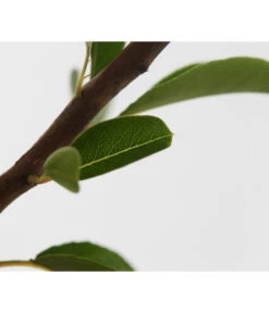 Sommerbirne 'Williams Christ' -Gartenbedarf Kollektion 7780539 WE DE 001 BirneWilliamChristBuschPyrus