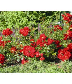 Rose 'Matador®', Stämmchen -Gartenbedarf Kollektion 7803067 WE DE 003 BodendeckerRoseMatadorTantauRotRet