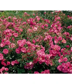 Bodendeckerrose 'Mirato®'