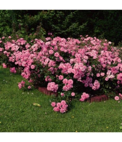 Bodendeckerrose 'Mirato®' -Gartenbedarf Kollektion 7803091 WE DE 002 BodendeckerRoseMiratoTantauPink