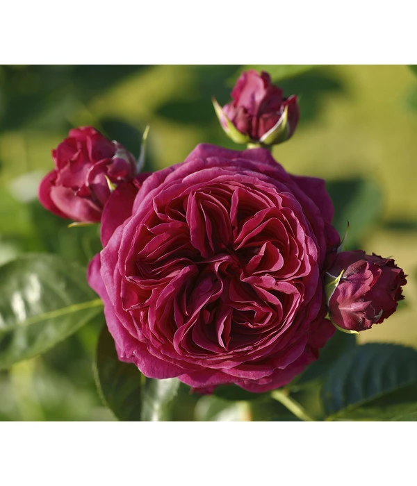 Nostalgie®-Edelrose 'Marietta®' Gartenliebe, 3er-Set 1 Nostalgie®-Edelrose 'Marietta®' Gartenliebe, 3er-Set