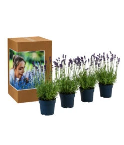 Ausgewählte Produkte -Gartenbedarf Kollektion 7805773 WE FS 002 LavendelpaketDuftLavendelAngustifoliaFeliceLavandula4Pflanzen