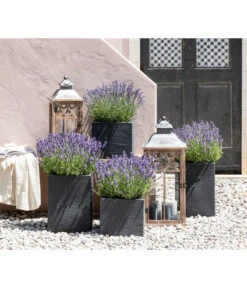 Duft-Lavendel 'Felice', 4er-Set -Gartenbedarf Kollektion 7805773 WE MO 001 Lavendel 1